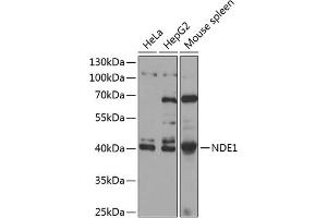 Western blot analysis of extracts of various cell lines, using NDE1 antibody  at 1:1000 dilution. (NDE1 anticorps  (AA 1-110))