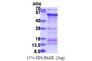 SDS-PAGE (SDS) image for SAM Domain, SH3 Domain and Nuclear Localization Signals, 1 (SAMSN1) (AA 1-373) protein (His tag) (ABIN5853762) (SAMSN1 Protein (AA 1-373) (His tag))