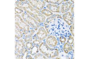 Immunohistochemistry of paraffin-embedded mouse kidney using COX6A1 antibody. (COX6A1 anticorps  (AA 25-109))