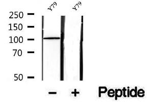 Western blot analysis of extracts of Y79 cells, using SFPQ antibody.