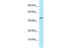 WB Suggested Anti-UQCRC2 Antibody Titration: 1. (UQCRC2 anticorps  (C-Term))