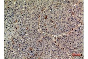 Immunohistochemistry (IHC) analysis of paraffin-embedded Human Liver, antibody was diluted at 1:100. (Thrombopoietin anticorps  (Internal Region))
