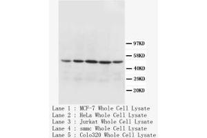 Image no. 1 for anti-Cytochrome C Oxidase Subunit I (COX1) (N-Term) antibody (ABIN1495194) (COX1 anticorps  (N-Term))