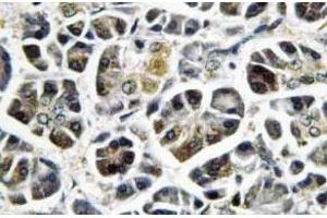 Immunohistochemistry (IHC) analyzes of NDUFA8 antibody in paraffin-embedded human pancreas tissue. (NDUFA8 anticorps)