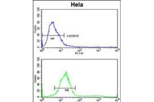 Flow cytometric analysis of Hela cells (bottom histogram) compared to a negative control cell (top histogram). (TECPR1 anticorps  (C-Term))