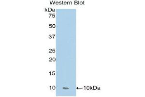 Western Blotting (WB) image for anti-Chemokine (C-C Motif) Ligand 17 (CCL17) (AA 27-93) antibody (ABIN1174785) (CCL17 anticorps  (AA 27-93))