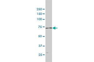 POLA2 monoclonal antibody (M01), clone 2F11 Western Blot analysis of POLA2 expression in Hela . (POLA2 anticorps  (AA 1-598))