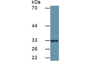 Detection antibody from the kit in WB with Positive Control:  Sample Human HeLa Cells. (CDK2 Kit ELISA)