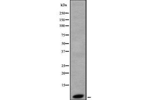 Western blot analysis of HSBP1 using HT29 whole cell lysates