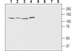 Western blot analysis of human Jurkat T cell leukemia cells (lanes 1 and 5), human HeLa cervix adenocarcinoma cells (lanes 2 and 6), human SH-SY5Y neuroblastoma cells (lanes 3 and 7) and human MCF-7 breast adenocarcinoma cells (lanes 4 and 8): - 1-4. (EPHA1 anticorps  (Extracellular, N-Term))