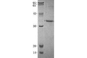 Validation with Western Blot