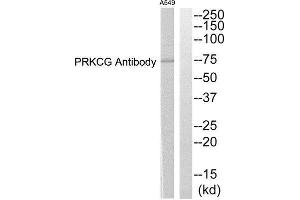 Western Blotting (WB) image for anti-Protein Kinase C, gamma (PRKCG) (Internal Region) antibody (ABIN1852722) (PKC gamma anticorps  (Internal Region))