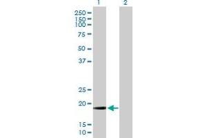 Western Blot analysis of MRPL13 expression in transfected 293T cell line by MRPL13 MaxPab polyclonal antibody.