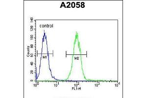 Flow cytometric analysis of A2058 cells (right histogram) compared to a negative control cell (left histogram). (Annexin a1 anticorps  (AA 129-158))