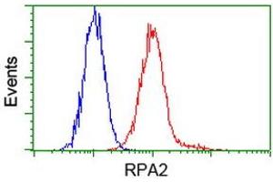 Image no. 8 for anti-Replication Protein A2, 32kDa (RPA2) antibody (ABIN1500735) (RPA2 anticorps)