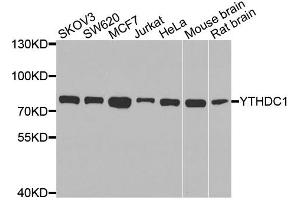 Western blot analysis of extracts of various cell lines, using YTHDC1 antibody. (YTHDC1 anticorps)
