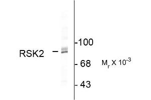 Western blots of HeLa lysate showing specific immunolabeling of the ~90k RSK2 protein. (RPS6KA2 anticorps  (C-Term))