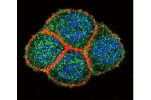 Confocal immunofluorescent analysis of HNF4A antibody with HeLa cells followed by Alexa Fluor 488-conjugated goat anti-rabbit lgG (green).