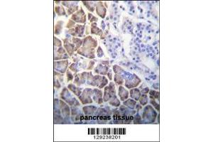 ID1 antibody immunohistochemistry analysis in formalin fixed and paraffin embedded human pancreas tissue.