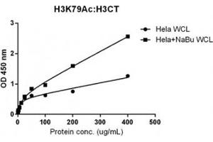Sandwich ELISA against acetylated Histone H3 at Lys 79 using HeLa whole cell lysate, treated or untreated with sodium butyrate, using anti-H3K79ac (RM156, 5 ug/ml) as the capture antibody and biotinylated recombinant Histone H3 antibody (RM188, 1 ug/ml) as the detect.