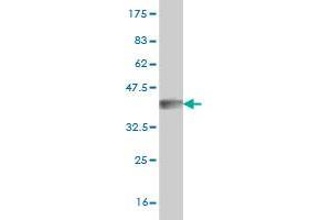 Western Blot detection against Immunogen (34.
