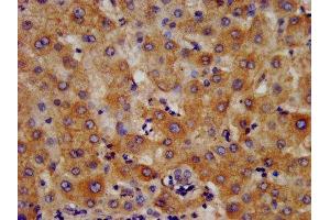 IHC image of ABIN7156004 diluted at 1:400 and staining in paraffin-embedded human liver tissue performed on a Leica BondTM system. (HMGCS2 anticorps  (AA 426-508))