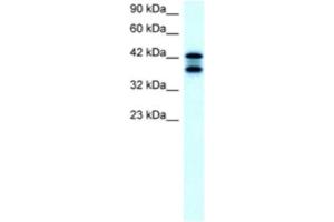 Western Blotting (WB) image for anti-Acetyl-CoA Acetyltransferase 2 (ACAT2) antibody (ABIN2460577) (ACAT2 anticorps)