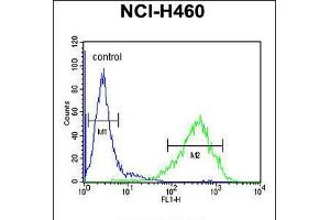 Flow cytometric analysis of NCI-H460 cells (right histogram) compared to a negative control cell (left histogram). (RAB3IL1 anticorps  (C-Term))