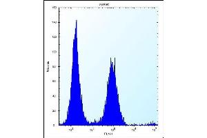 PSL1 Antibody (N-term) 12400a flow cytometric analysis of Jurkat cells (right histogram) compared to a negative control cell (left histogram). (PSAPL1 anticorps  (N-Term))
