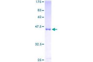 Image no. 1 for Shootin-1 (SHTN1) (AA 1-125) protein (GST tag) (ABIN1308625)