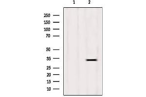 Western blot analysis of extracts from HepG2, using Histone H1. (HIST1H1C anticorps  (N-Term))