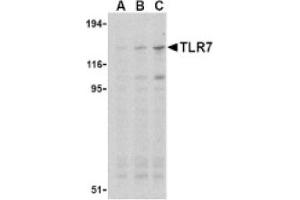 Image no. 1 for anti-Toll-Like Receptor 7 (TLR7) (Middle Region) antibody (ABIN265146) (TLR7 anticorps  (Middle Region))