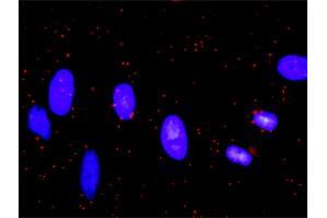 Proximity Ligation Analysis of protein-protein interactions between BCL2L1 and CASP9. (Caspase 9 anticorps  (AA 1-416))