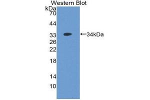 Western Blotting (WB) image for anti-Ubiquitin-Like Modifier Activating Enzyme 7 (UBA7) (AA 249-517) antibody (ABIN1980537)