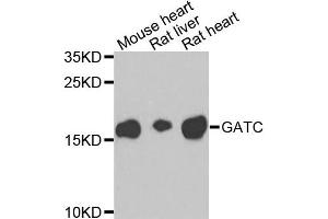 Western blot analysis of extracts of various cells, using GATC antibody. (GATC anticorps)