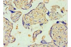 Immunohistochemistry of paraffin-embedded human placenta tissue using ABIN7170965 at dilution of 1:100 (SULT2B1 anticorps  (AA 1-365))