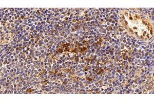 Detection of GAL3 in Porcine Spleen Tissue using Polyclonal Antibody to Galectin 3 (GAL3)