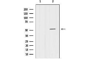 Western blot analysis of lysates from 293, using p53 Antibody.