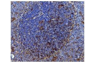 IHC analysis of CD82 using anti-CD82 antibody (ABIN7601301). (CD82 anticorps  (AA 32-266))