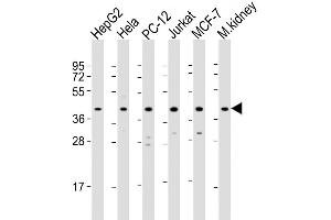 Western Blot at 1:2000 dilution Lane 1: HepG2 whole cell lysate Lane 2: Hela whole cell lysate Lane 3: PC-12 whole cell lysate Lane 4: Jurkat whole cell lysate Lane 5: MCF-7 whole cell lysate Lane 6: mouse kidney lysate Lysates/proteins at 20 ug per lane. (MAPK14 anticorps  (AA 301-330))