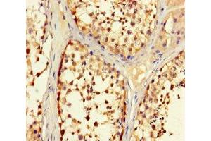 Immunohistochemistry of paraffin-embedded human testis tissue using ABIN7151262 at dilution of 1:100 (TRIM36 anticorps  (AA 70-280))