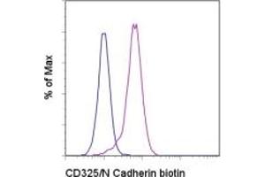 Image no. 1 for anti-Cadherin 2 (CDH2) antibody (Biotin) (ABIN474517) (N-Cadherin anticorps  (Biotin))