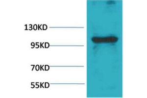 Western Blot (WB) analysis of Pig Skeletal Muscle with eEF1A2 Rabbit Polyclonal Antibody diluted at 1:1,000.