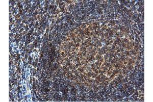 Image no. 6 for anti-Dual Specificity Phosphatase 23 (DUSP23) antibody (ABIN1497930) (DUSP23 anticorps)