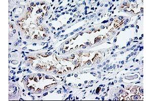 Immunohistochemical staining of paraffin-embedded Human Kidney tissue using anti-CDKN3 mouse monoclonal antibody. (CDKN3 anticorps)