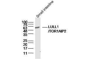 TOR1AIP2 anticorps  (AA 221-320)