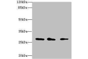 Western blot All lanes: CAPNS1 antibody at 1. (Calpain S1 anticorps  (AA 69-268))