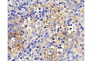 Immunohistochemistry analysis of paraffin-embedded rat lymph node using CD169 Polyclonal Antibody at dilution of 1:300. (Sialoadhesin/CD169 anticorps)