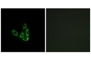 Immunofluorescence (IF) image for anti-Glucosaminyl (N-Acetyl) Transferase 3, Mucin Type (GCNT3) (Internal Region) antibody (ABIN1850890) (GCNT3 anticorps  (Internal Region))