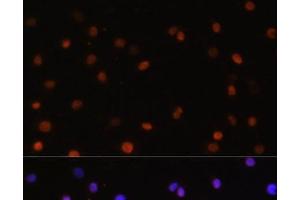 Immunofluorescence analysis of C6 cells using COPS5 Polyclonal Antibody at dilution of 1:100.